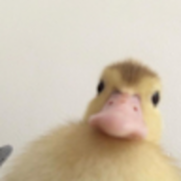 lili_spike